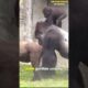 Male Gorilla Plays with His Son