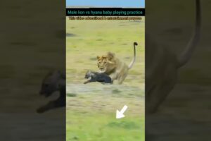 Male lion vs hyana baby playing practice #hyena #wildlife #lion #wildanimals #shorts #youtubeshorts