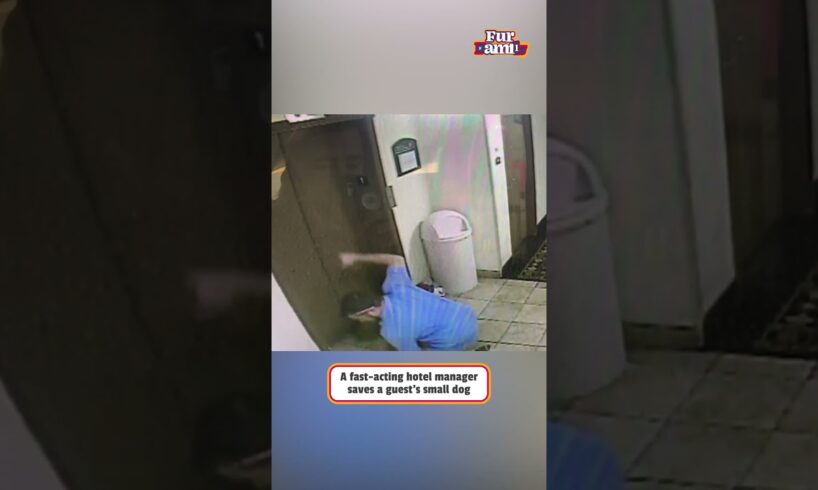 Man Rescues Dogs From Elevator Trap