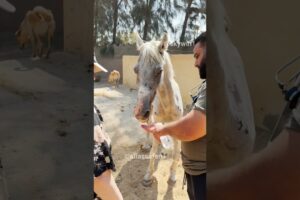 Man Rescues Injured Horse from Abuse 🥹