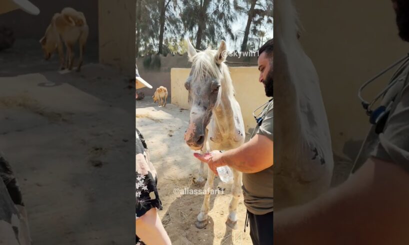 Man Rescues Injured Horse from Abuse 🥹