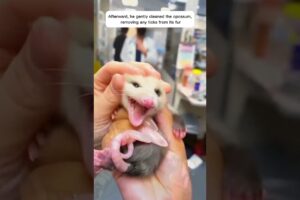 Man rescues a opossum stuck in fence #animals #rescue #animalrescue #animalshorts