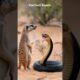 😱🔥Meerkat Vs Mamba Fight #animals #animal #animallover #shorts #short #wildlife #nature #funny #usa