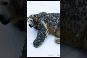 Millions of Barnacles Injured a Poor Snow Bear | Heartwarming Rescue by Wildlife Heroes" @NeonGen-R