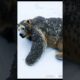 Millions of Barnacles Injured a Poor Snow Bear | Heartwarming Rescue by Wildlife Heroes" @NeonGen-R