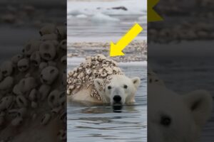 Millions of barnacles seriously injured a polar bear that was successfully rescued by a rescue team