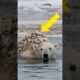 Millions of barnacles seriously injured a polar bear that was successfully rescued by a rescue team