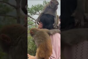 Monkey and Hooman