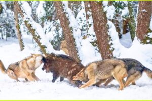 Most Unbelievable Attacks of Wolves on Earth Caught On Camera | Animal Fighting