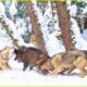 Most Unbelievable Attacks of Wolves on Earth Caught On Camera | Animal Fighting