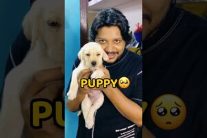 My New Puppy🐶😍 #shorts #vlog #minivlog #viral #puppy