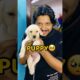 My New Puppy🐶😍 #shorts #vlog #minivlog #viral #puppy