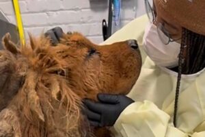 Neglected rescue dog is unrecognizable now