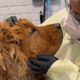 Neglected rescue dog is unrecognizable now