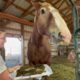 Opal the Belgian Draft horse rescued for a second time from almost shipping to slaughter in Mexico