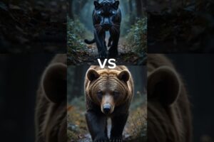 Panther vs (bear, wolf, pitbull, cat,  squirrel, cobra)