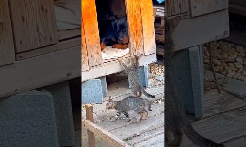 Paws and Mischief: When the Cat's Away, the Kittens Play!🥰 #shortvideo