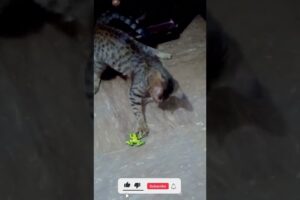 Pet cat nono playing with frog toy  #playingcats #cat #cute #catlover #animals