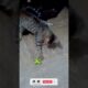 Pet cat nono playing with frog toy  #playingcats #cat #cute #catlover #animals