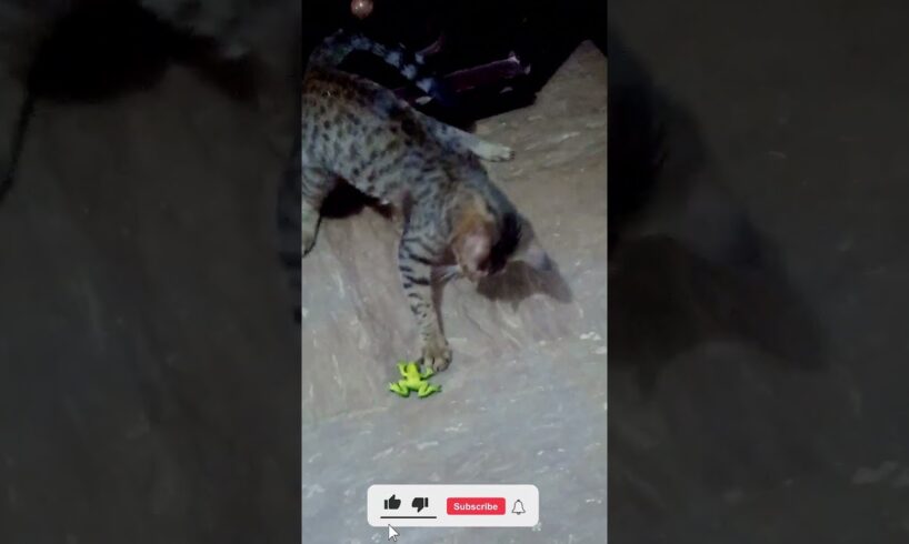 Pet cat nono playing with frog toy  #playingcats #cat #cute #catlover #animals