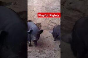 Piglets Playing #shorts #viralshort #animals #piggy