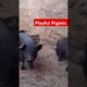 Piglets Playing #shorts #viralshort #animals #piggy