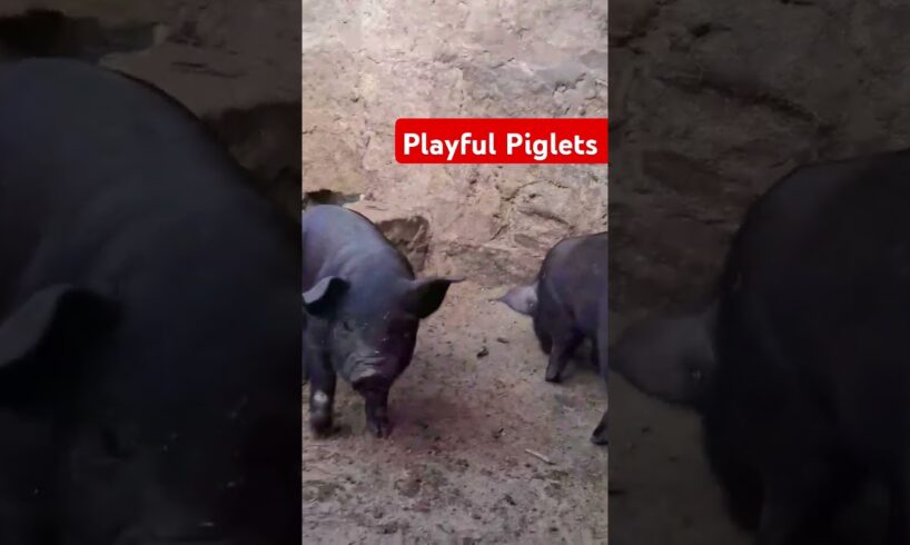 Piglets Playing #shorts #viralshort #animals #piggy