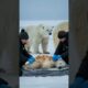 Polar Bear Mom Saves Cub from Barnacles & Parasites | Rescue help #animals #wildlife #shorts