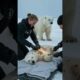 Polar Bear Mom Saves Injured Cub from Parasites & Barnacles #PolarBear #animals #wildlife #shorts