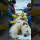 Polar Bear Saved from Painful Barnacles in the Arctic! | Rescue help #animals #wildlife #shorts