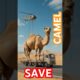 Pregnant Camel Saved in Hot Desert❤️❤️#camel #pregnancy #animallover #babycamel #humanity #cow #ai