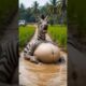 "Pregnant Zebra Rescued by Compassionate Doctors from Muddy Field | Heartwarming Animal Rescue"