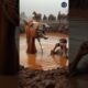 Pregnant horse fell into well rescue by farmers #humanity #animals #horse #rescueanimals