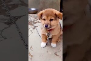 Puppy Crying Sound || Dog sound | Cute puppy 🐶 voice || Dog Crying || #shorts #puppy #doglover