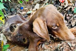 Puppy rescue , dog rescue videos Maggots&Wounds ,help me😓 😔😔