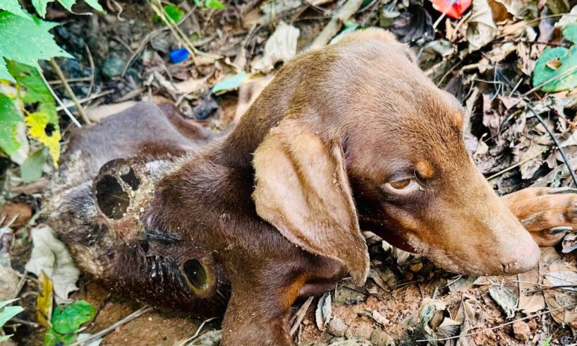 Puppy rescue , dog rescue videos Maggots&Wounds ,help me😓 😔😔