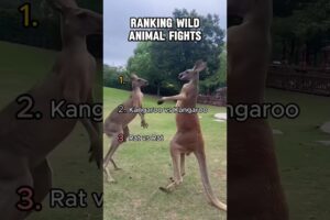 Ranking Wild Animal Fights