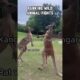 Ranking Wild Animal Fights