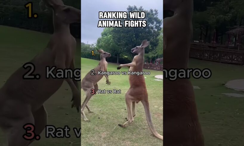 Ranking Wild Animal Fights