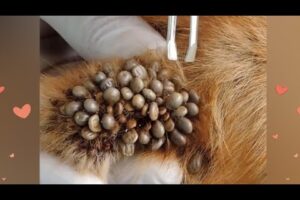 Removing Ticks From Dog - Dog Ticks Removing - Dog Ticks Removal Videos