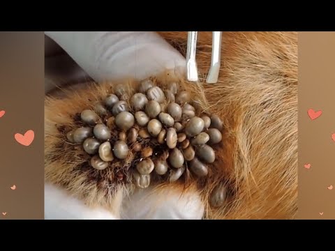 Removing Ticks From Dog - Dog Ticks Removing - Dog Ticks Removal Videos