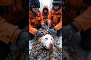 Rescue Mission: Removing Millions of Barnacles from Injured Dog in Snow