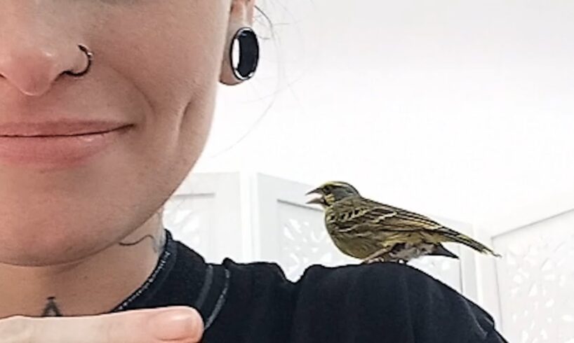 Rescue bird comforts people at tattoo store