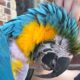 Rescue bird's heartwarming response when touched