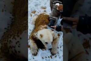 Rescue mission Polar bear Infected with million of honey bee #animals #shortvideo