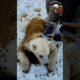 Rescue mission Polar bear Infected with million of honey bee #animals #shortvideo