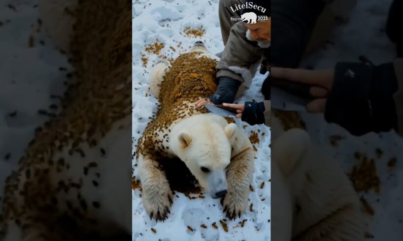 Rescue mission Polar bear Infected with million of honey bee #animals #shortvideo