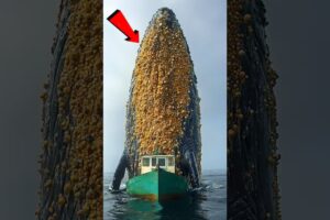 Rescue team saves humpback whale from millions of barnacles clinging to its body!