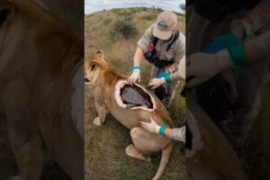 Rescued lion with turtle nest in its back #lion #animals