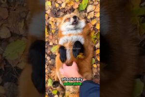 Rescuing a Baby Fox  #animals #wildliferescue #animalrescue #shorts #fox